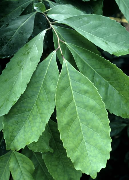 Les bienfaits du maté : 5 raisons d'adopter le yerba maté | La Chinita Maté - La Chinita